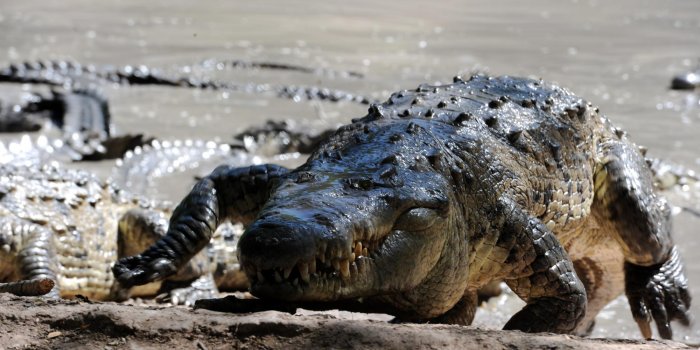 Les restes d'un chasseur retrouvés... dans le ventre d'un crocodile !