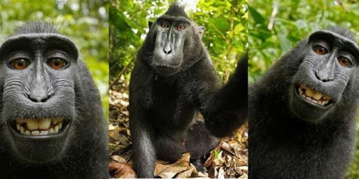 Un selfie pris par un singe provoque une guerre de droits d'auteur