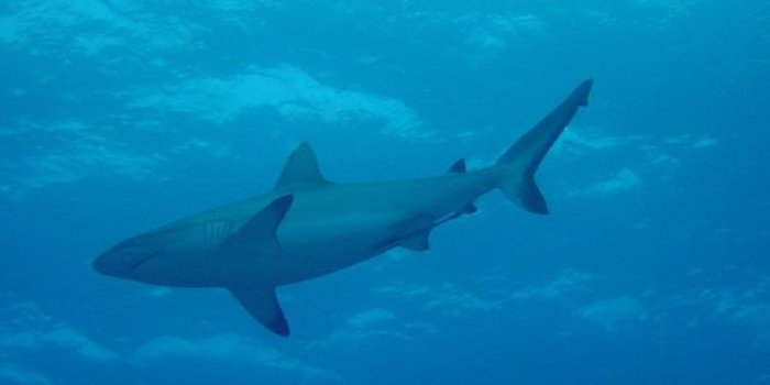 Attaques de requin : les destinations les plus dangereuses 