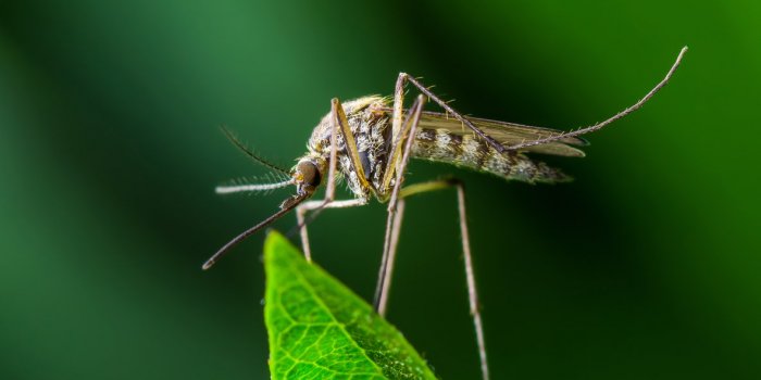 Moustiques : 6 odeurs qui les attirent comme des mouches 