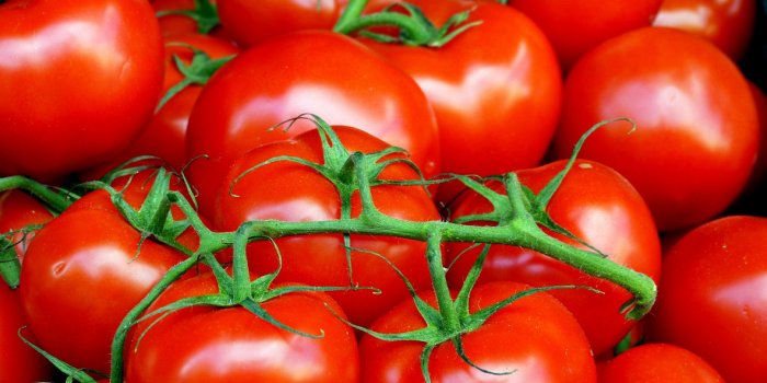 Tomates : comment les faire mûrir rapidement ? 