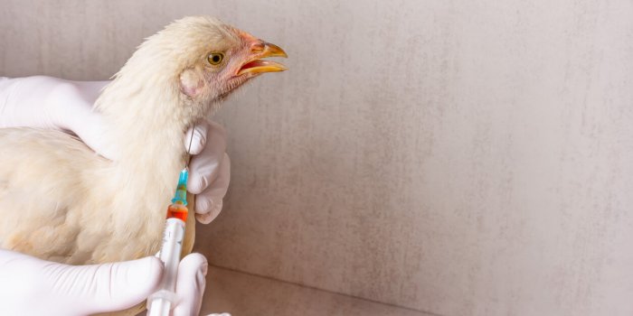 Grippe aviaire : de nouveaux foyers d&eacute;tect&eacute;s 