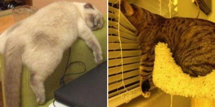 Photos : ces chats qui sont au bout du rouleau