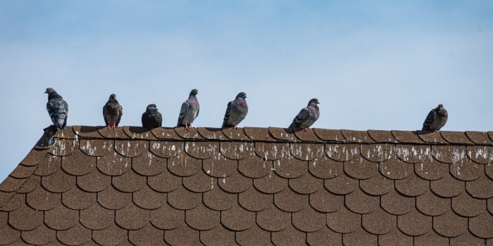 Pigeons : 5 astuces pour les d&eacute;loger de chez vous