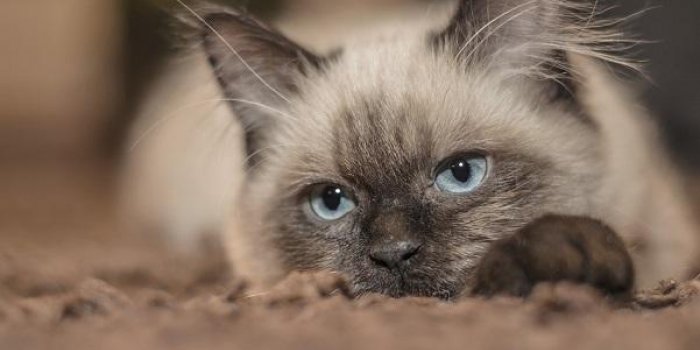 EN IMAGES Le classement 2016 des noms de chats les plus donn&eacute;s