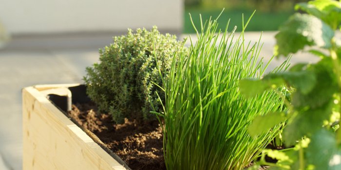 Ces 6 astuces pour prot&eacute;ger vos plantes de la chaleur estivale 