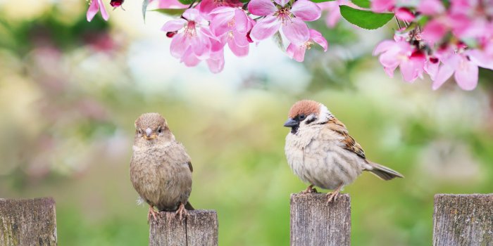 Oiseaux dans le jardin : 5 astuces pour s'en d&eacute;barrasser
