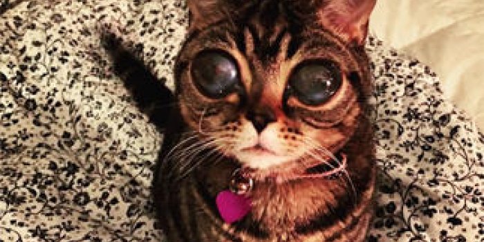 L'histoire de Matilda, le chat aux yeux d'extraterrestre, va vous &eacute;mouvoir