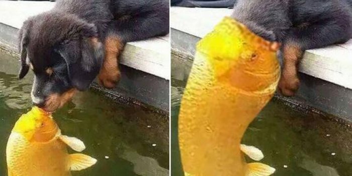 Hilarant : la photo d'un chiot qui embrasse un poisson d&eacute;tourn&eacute;e par les internautes !