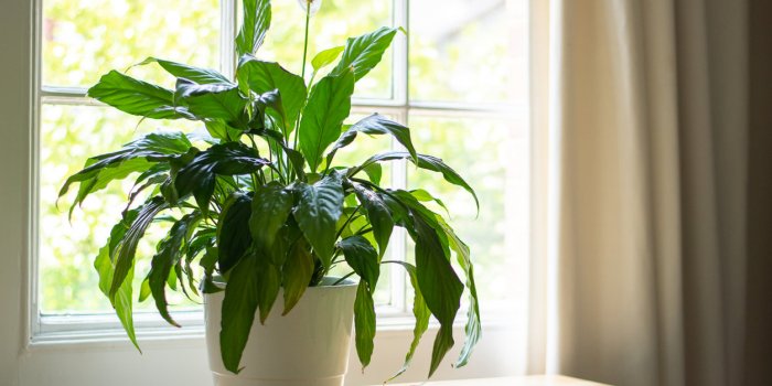 5 plantes pour se d&eacute;barrasser de l'humidit&eacute; dans la maison