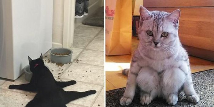 Photos : ces chats surpris dans des positions improbables !