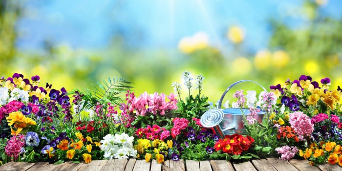 S&eacute;cheresse : 8 fleurs de jardin tol&eacute;rant le climat sec 