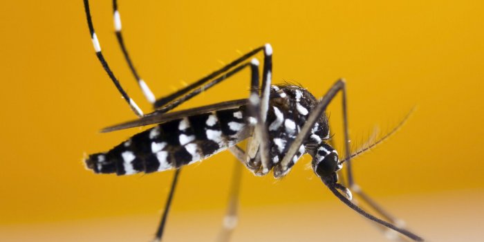 Dengue et chikungunya : les 9 d&eacute;partements en vigilance pourpre