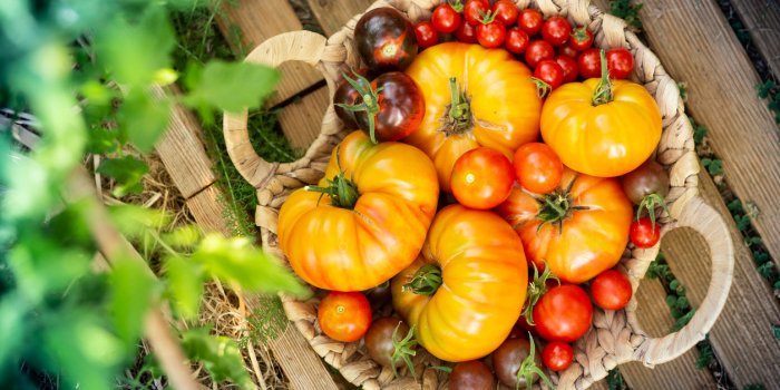Tomates : l’astuce pour les faire mûrir rapidement 