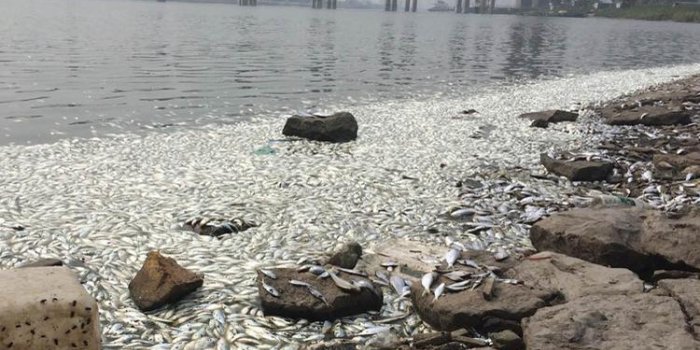 PHOTOS : des milliers de poissons morts apr&egrave;s l'explosion de Tianjin