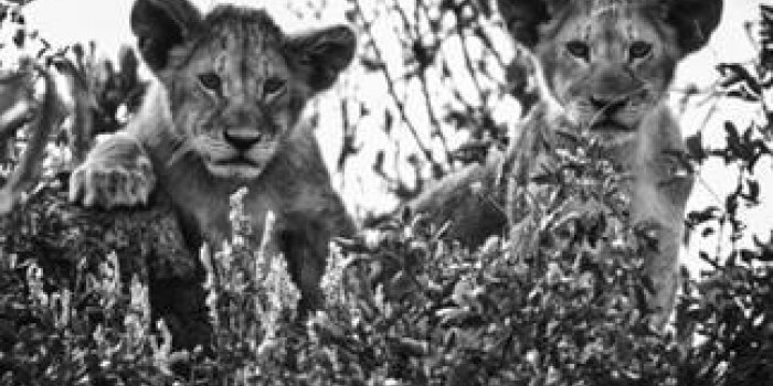 D&eacute;couvrez les plus belles photos d'animaux de la savane africaine