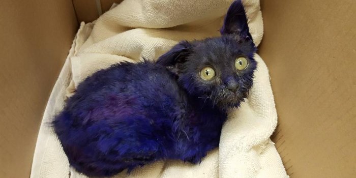 PHOTOS Un chaton au pelage violet survit miraculeusement &agrave; de graves blessures