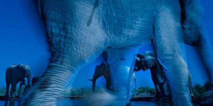 Concours Wildlife Photographer : la nature et les animaux dans des photos bluffantes 