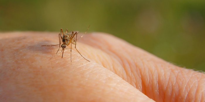 Moustiques : 7 astuces naturelles pour les repousser