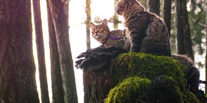 PHOTOS Ces deux chatons vivent d'extraordinaires aventures !