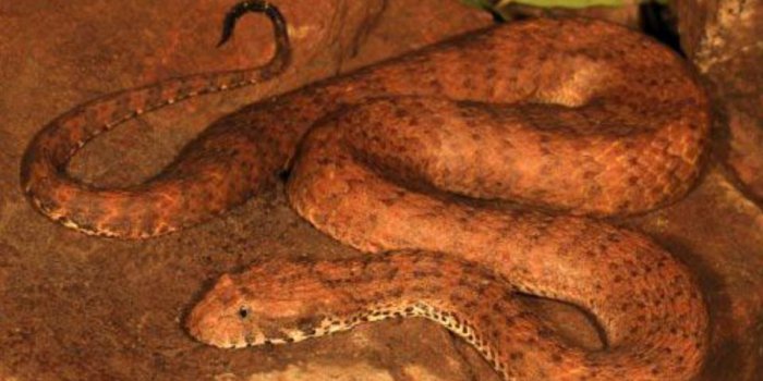 PHOTOS Serpents venimeux, araign&eacute;es g&eacute;antes&hellip; Toutes ces b&ecirc;tes effrayantes qui vivent en Australie