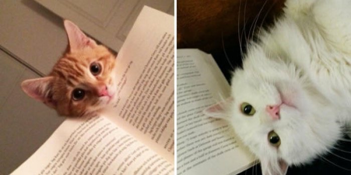Photos : vous avez un chat ? Oubliez la pause lecture !