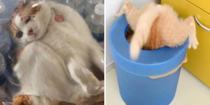 Photos : ces chats coinc&eacute;s dans des endroits improbables !