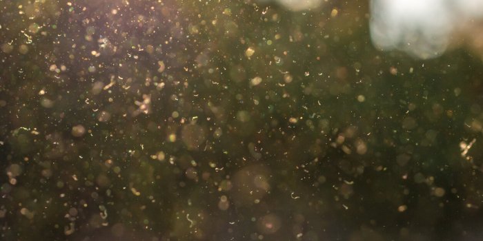 Pollen : nos astuces pour survivre &agrave; cette alerte rouge