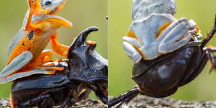 Insolite : une petite grenouille fait du rod&eacute;o sur le dos d'un scarab&eacute;e !