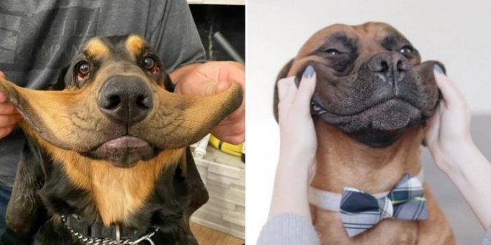Photos : les visages insolites de ces chiens vont vous faire mourir de rire !