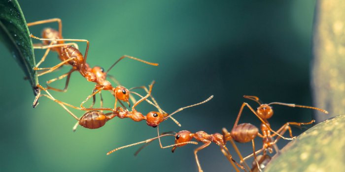 Compteur Linky : pourquoi les fourmis sont-elles attirées par les boîtiers ?