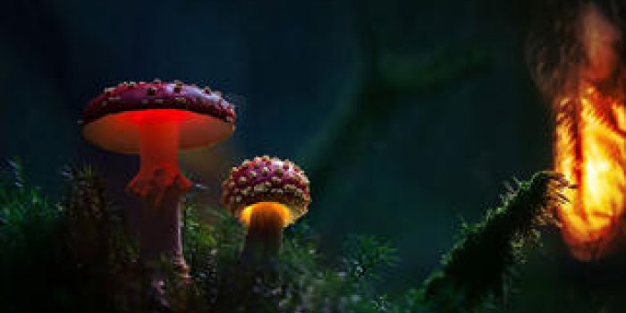 Photos : d&eacute;couvrez l'univers f&eacute;&eacute;rique des champignons !