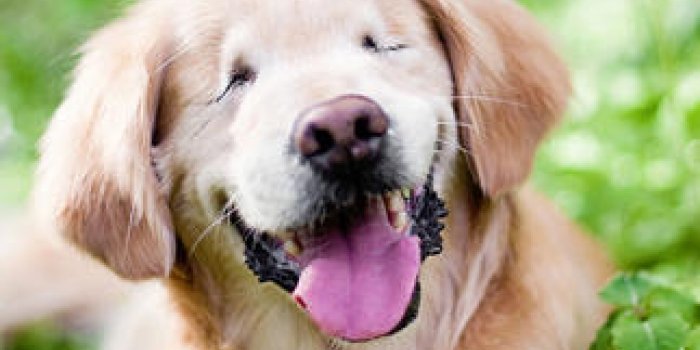 D&eacute;couvrez Smiley, le chien n&eacute; sans yeux qui vient en aide aux personnes handicap&eacute;es
