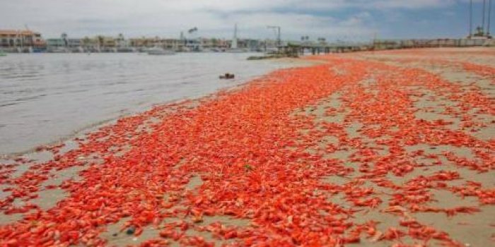 EN IMAGES : des crabes rouges envahissent des plages en Californie 