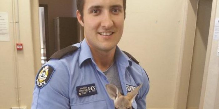 PHOTOS Ce b&eacute;b&eacute; kangourou est la mascotte d'un commissariat australien
