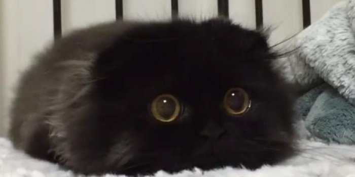Ce chat aux grands yeux ronds va vous faire craquer !