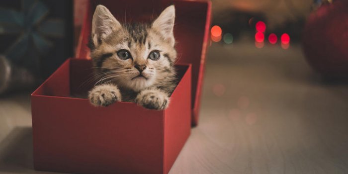 Ce compte Instagram vous apprend &agrave; faire des tours avec votre chat&nbsp;!