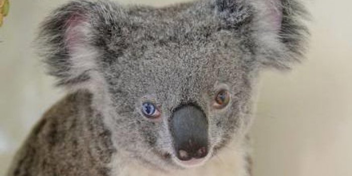 Ce koala aux yeux vairons hypnotise la toile