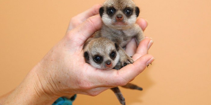 PHOTOS Ces deux adorables suricates font craquer le web