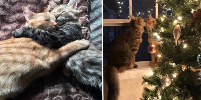 Ce couple de chats tr&egrave;s amoureux fait fondre les internautes !
