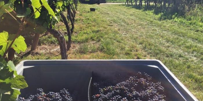 Alsace : à une semaine du début des vendanges, les viticulteurs en manque de cueilleurs