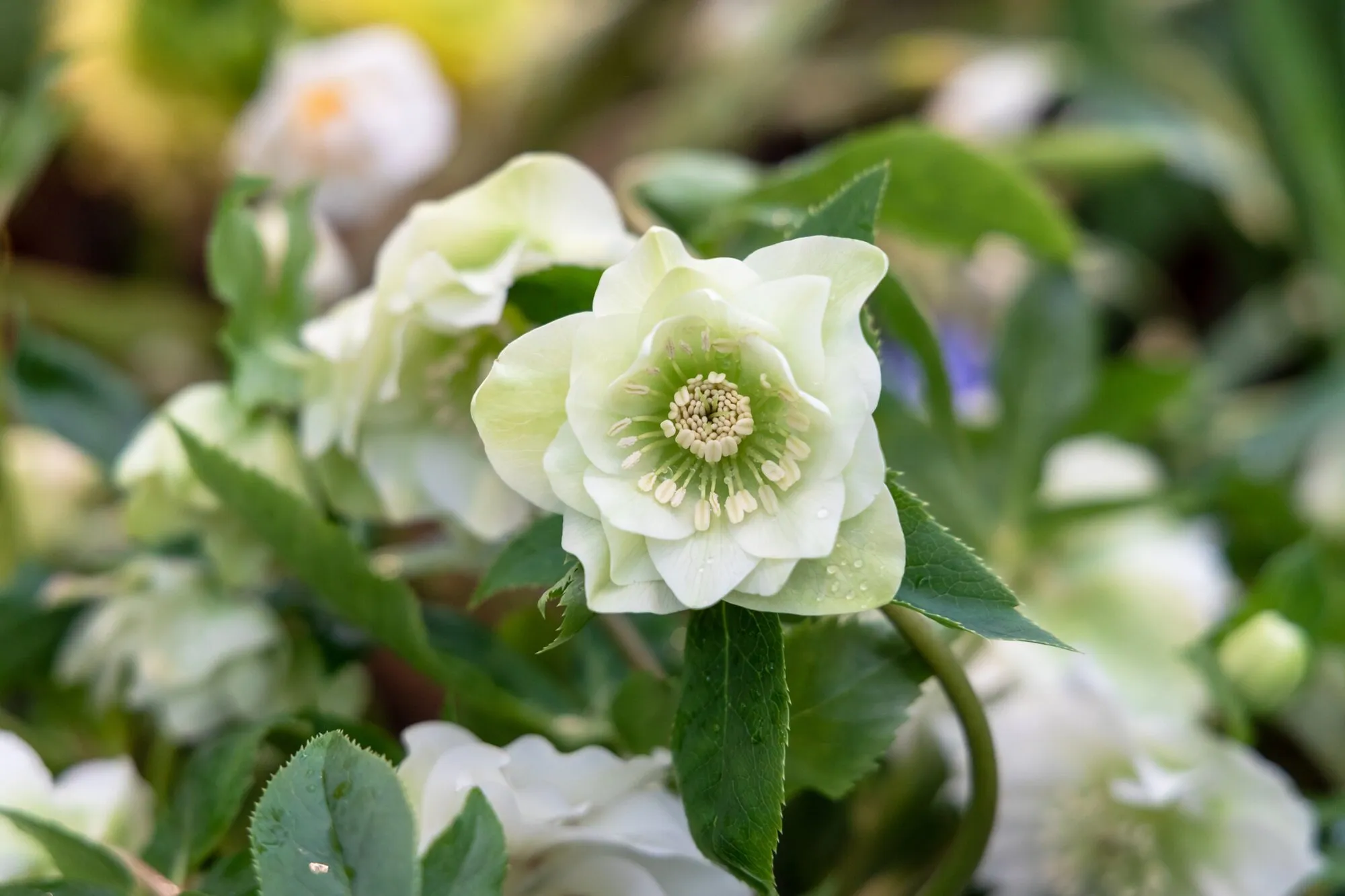 helleborus orientalis double ellen white blossoms in the garden in spring