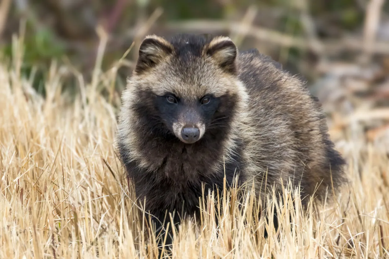 raccoon dog in the winter riverbed