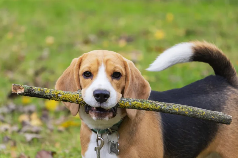 dog breed beagle in the woods playing with a stick in his teeth