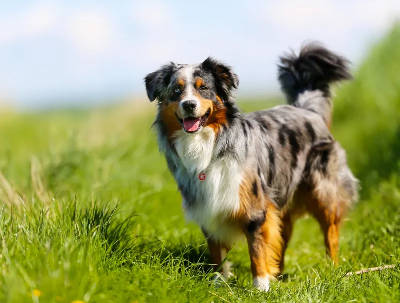 old brown, black and white border collie standing in the grass