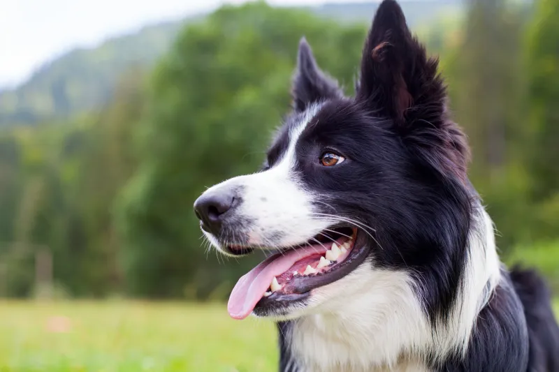 portrait of border collie lying on the grass