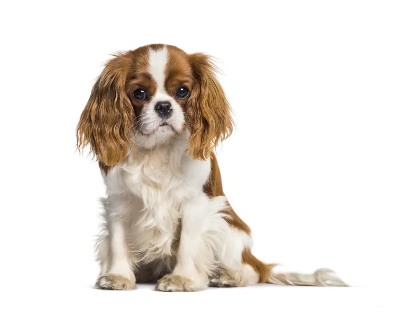 puppy cavalier king charles spaniel, dog
