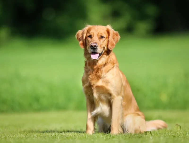 purebred golden retriever dog outdoors on a sunny summer day