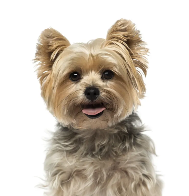 yorkshire terrier (4 years old)