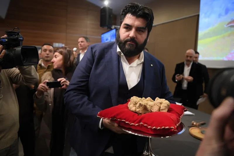 italy gastronomy food truffles auction